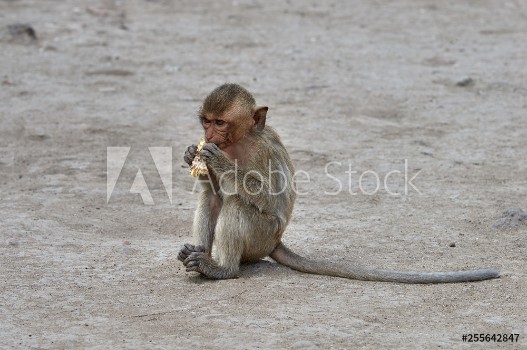 Picture of Baby monkey eating